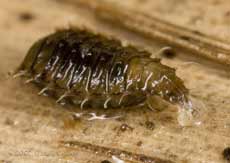 Insect larva (unidentified) on decaying bamboo leaf