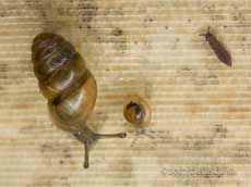 Whorl Snail (and springtail)