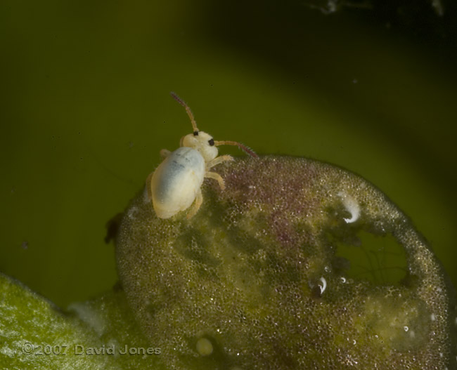 Springtail (Sminthurides aquaticus) on duckweed