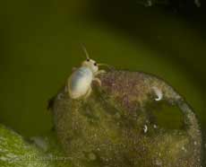 Springtail (Sminthurides aquaticus) on duckweed