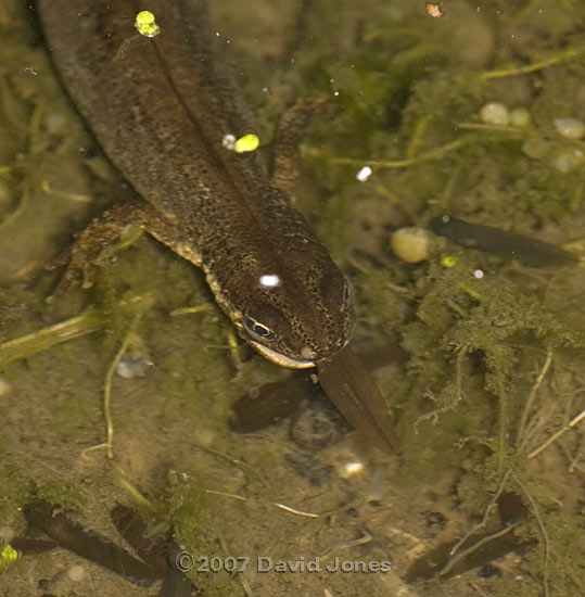 Smooth Newt eats a frog tadpole