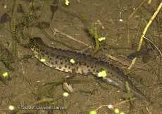 Male Smooth Newt, with cockle attached to foot, stalks tadpoles