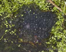 A very late deposit of frogspawn