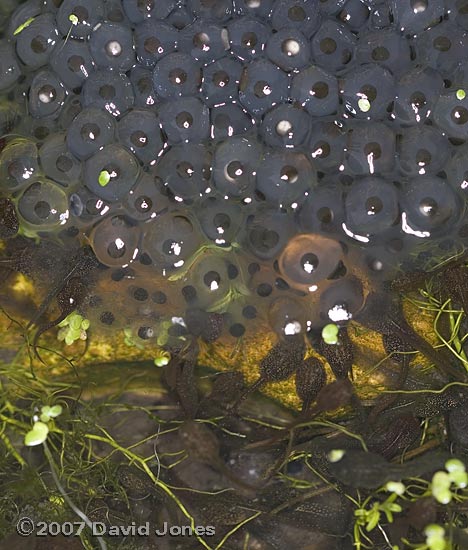 Close-up of tadpoles and late frogspawn