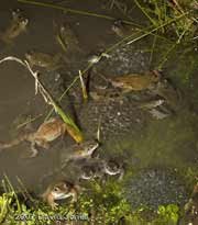  Frogs gathered around spawn
