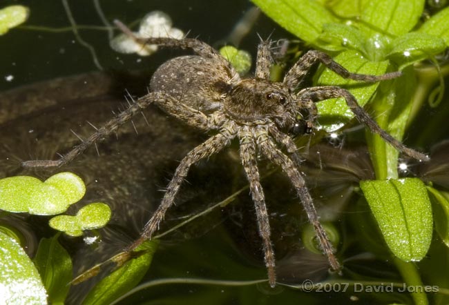 Hunting spider on pond, with shore-fly - 1