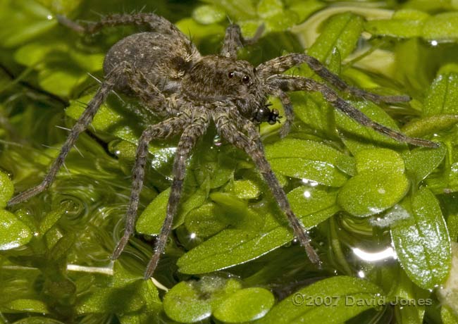 Hunting spider on pond, with shore-fly - 2