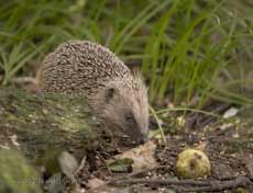 Hedgehog, foraging at lunchtime