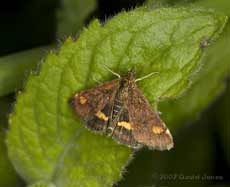 Pyrausta purpuralis (a micro-moth) on mint