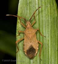 Bug, possibly Box Bug (Gonocerus acuteangulatus)