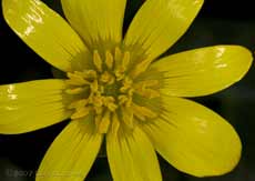 Lesser Celandine flower - close-up