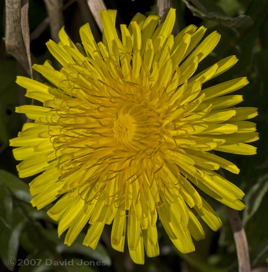 First dandelion of the year - close-up of flower