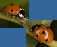 7-Spot Ladybird (Coccinella 7-punctata)