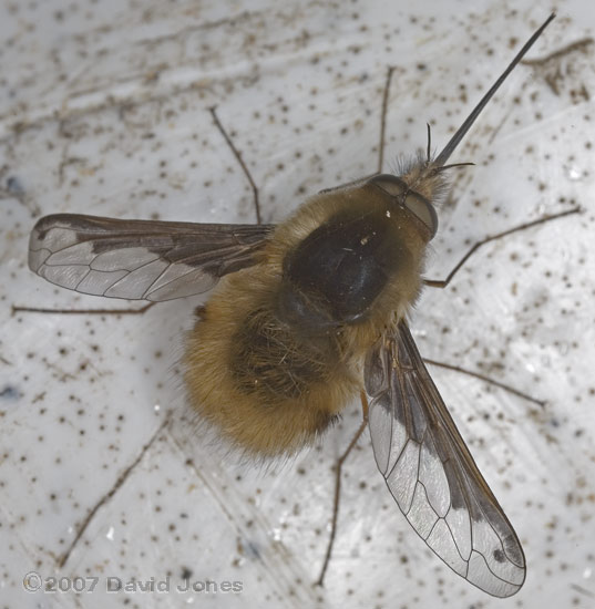 Bee-fly (probably Bombylius major) - 1