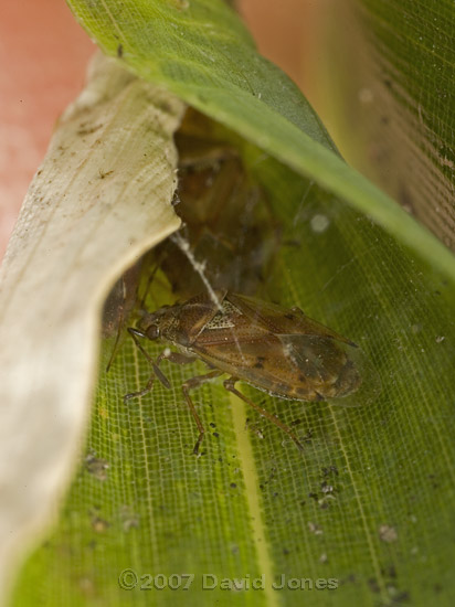 Birch Catkin Bugs (Kleidocerys resedae) on bamboo leaf - 1