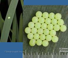 Green insect eggs on Iris leaf
