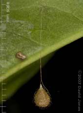 pendulous egg case under leaf of Prunus luctitanica