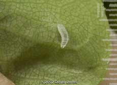 Larva found under folded lobe of Oak leaf