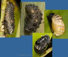 Ladybird pre-pupal stages, and pupae