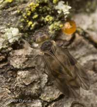 Barkfly (Peripsocus milleri) on log