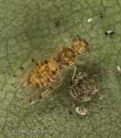 Barkfly egg cluster with (Ectopsocus petersi) parent under Oak leaf