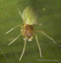 Spider (Nigma walckenaeri) on bamboo leaf - female