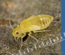 Bright yellow Barkfly nymph on log