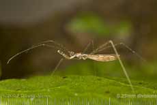 Assassin Bug (Empicoris vagabunus?) on leaf