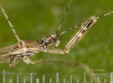 Assassin Bug (Empicoris vagabunus?) - closeup of head and raptoral legs