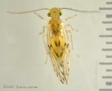 Barkfly found on Pyracantha