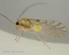 Barkfly found on Hawthorn