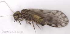 Barkfly (Philotarsus parviceps?)