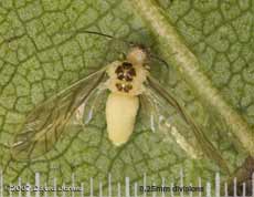 Barkfly (possibly Valenzuela flavidus) - victim of fungal attack