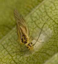 Barkfly (Valenzuela flavidus) covering eggs with silk