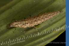Brown Lacewing larva on bamboo leaf
