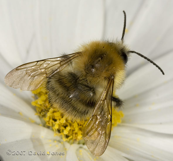 Carder Bee on Cosmos flower - 1