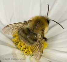 Carder Bee on Cosmos flower