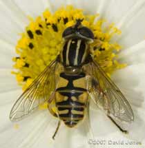 Hoverfly (possibly Helophilus pendulus) on a Cosmos flower
