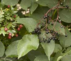 Ripe Elder and Hawthorn berries