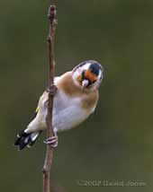 Immature Goldfinch on a Hawthorn branch
