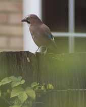 A Jay on a neighbour's fence