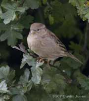 Female House Sparrow in the Hawthorn