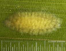 Developing egg mass(?) on bamboo leaf - 1