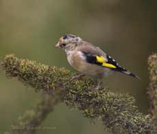 Goldfinch juvenile on Budleia