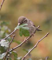 Female House Sparrow with Hawthorn leaf
