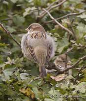 Male House Sparrow 'fluffed up' in Hawthorn