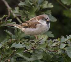 Male House Sparrow in Hawthorn