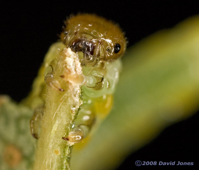 Larva of Hazel Sawfly (Croesus septentrionalis) - close-up of head (b)
