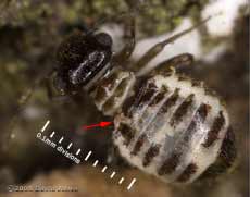 Mites on Barkfly (Pseudopsocus rostocki)