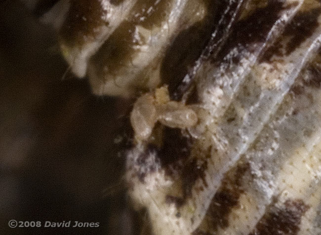 Mites on Barkfly (Pseudopsocus rostocki) - cropped image